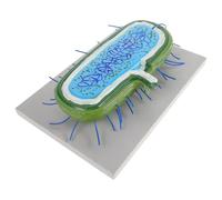 ORFOFE Modèles Cellulaires Bactériens en PVC pour l'enseignement, Structure Réaliste et Design Esthétique, Outil Éducatif pour Salles de t Laboratoires