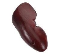 ORFOFE Prank Kidney Toy Realistic Pig Kidney Model for Halloween Cosplay and Dollhouse Decoration Versatile Magician Prop for Themed Parties and Practical Jokes