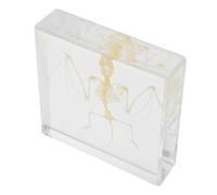 ORFOFE Réplique Réaliste de Squelette de Chauve-Souris Os Véritables Décor Artistique et Éducatif pour Halloween et Collection