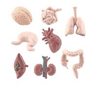 Organe Du Corps Humain 3D - Modèle De Torse Humain, Ensemble De Pièces Du Corps | Toi De Structure D'organes Éducatifs Pour Les Cours De Médecine Préscolaire, Outil De Démonstration Pratique Pour Les