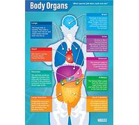 Organes du corps | Affiches scientifiques | Papier brillant mesurant 850 mm x 594mm (A1) | Graphiques Sciences pour la classe | Tableaux éducatifs par Daydream Education