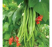 Organic Runner Bean Scarlet Emperor 20 s ~ 20 Finest Seeds:Seeds