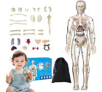 Organizeh Clear Human Body Structure Model,29 Piece 3D Anatomy Models Kit,DIY Assembled Human Torso Organ Models,Essential Tools for Physiology and Anatomy (Transparent)