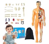 Organizeh Clear Human Body Structure Model,29 Piece 3D Anatomy Models Kit,DIY Assembled Human Torso Organ Models,Essential Tools for Physiology and Anatomy (Skin-Colored)