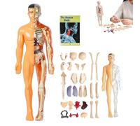 Organizeh Clear Human Body Structure Model, 3D Anatomy Model Kit, DIY Human Torso Organ Assembly Models with Removable Organs & Bones Educational Learning Tool for Students