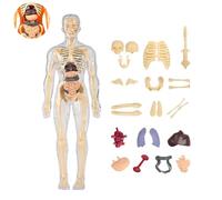 Organizeh Clear Human Body Structure Model, 3D Anatomy Model Kit, DIY Human Torso Organ Assembly Models with Removable Organs & Bones Educational Learning Tool for Students (A)