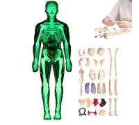 Organizeh Modèle de Structure corporelle Humaine Transparent Organes Amovibles Os Modèle d'assemblage Modèle d'organe de Torse Humain assemblé à Faire soi-même(#02)