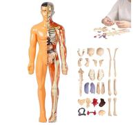 Organizeh Modèle de Structure corporelle Humaine Transparent Organes Amovibles Os Modèle d'assemblage Modèle d'organe de Torse Humain assemblé à Faire soi-même(#03)