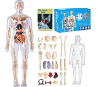 Organizeh/Steadilyincrese 29 Piece Anatomy Figure 3D Anatomy Kit, Clear Human Body Structure Model, DIY Assembled Human Torso Organ Model, Removable Organs Bones Assembly Model (Transparent)
