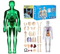 Organizeh/Steadilyincrese 29 Piece Anatomy Figure 3D Anatomy Kit, Clear Human Body Structure Model, DIY Assembled Human Torso Organ Model, Removable Organs Bones Assembly Model (Fluorescent)