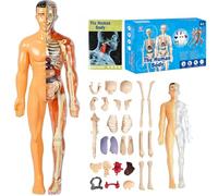 Organizeh/Steadilyincrese 29 Piece Anatomy Figure 3D Anatomy Kit, Clear Human Body Structure Model, DIY Assembled Human Torso Organ Model, Removable Organs Bones Assembly Model (Translucent)