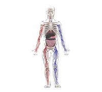 Organizeh - Structure humaine transparente - 29 pièces - Os amovibles et transparents - Squelette humain 3D assemblé pour l'anatomie (organe complet) (beige, 32 cm)