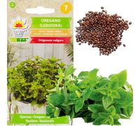 Origan Origan Graines d'herbes aromatiques Pour toute cuisine 0.5G