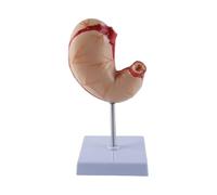Orivin Modèle anatomique d'estomac humain naturel en plastique démontable pour l'étude de la structure et de la texture gastriques, taille 12 x 12 x 21 cm