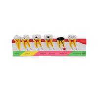 Orivin Modèle De Développement De Caries Dentaires, Modèle De Dents Pour L'étude De L'anatomie Dentaire, Formation Médecin-patient Et Soins Bucco-dentaires