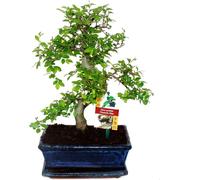 Orme chinois Bonsaï - Ulmus parviflora - ca. 8 ans