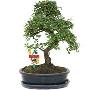 Orme chinois bonsaï - Ulmus parviflora - env. 10 ans