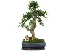 Orme chinois Bonsaï - Ulmus parviflora - env. 12-15 ans