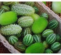 ornementales Concombre Mélange de graines - Cucumis Dipsaceus
