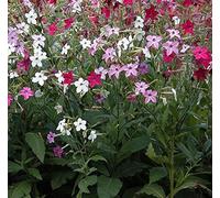 ornementales Tabac Roulette F2 Mélange graines - nicotiana X Sanderae