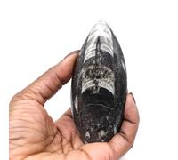 Orthocéras fossile Maroc de 80 grammes et 100 millimètres, Minéral Orthocéras du Maroc, 100% Authentique, Un Seul modèle, Art minéral, Minéral de Bien-être