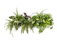 Ortisgreen HOH! Duo Smart, 2 Tableaux végétal DIY en Plastique ABS Blanc pour 12 Plantes, Comprend Un Support en Acier Inoxydable pour Deux HOH! Le substrat Naturel (Sphagnum) et Les Instructions.