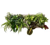 Ortisgreen HOH! Duo Smart, 2 Tableaux végétal DIY en Plastique ABS Gris pour 12 Plantes, Comprend Un Support en Acier Inoxydable pour Deux HOH! Le substrat Naturel (Sphagnum) et Les Instructions.