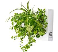 Ortisgreen HOH! Planche Vegetal DIY en Plastique ABS Blanc pour 6 Plantes, avec substrat Naturel (Mousse de sphaigne) et Instructions.