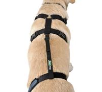 Ortocanis - Ceinture Dorsale Chien, Fixation Lombaire pour Genouillère, Ceinture Uniquement, Taille M