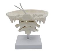 Os Occipital 1 Avec Base Bureau De Médecin Aide À L'étude En Classe D'anatomie Comprend Un Modèle De Mannequin Détaillé