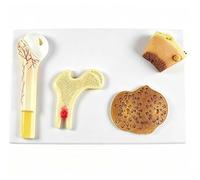 Os spongieux et compact, modèle de microstructure ostéonique | Ensemble de modèles d'anatomie des os longs humains 4 en 1, avec marquages numérotés for la démonstration