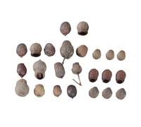 OSALADI 24 Mini Noix Sèches Naturelles pour Décorations de Noël, Couronne DIY, Accessoires Rustiques, Fruits Secs Naturels pour Sapin et Déco Intérieure, Lot de 24 Pièces, Taille
