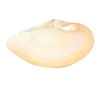 OSALADI Assiette en Coquillage Naturel 9 Cm, Plateau Décoratif Unique pour Amuse-gueules, Vaisselle D'assaisonnement Polyvalente, Plat de Service pour Buffet et Restaurant