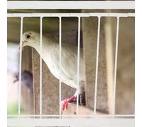 OSALADI Porte à Oiseaux en Fer Robuste 40X26 CM Porte d'Entrée pour Pigeonnier pour Pigeons Voyageurs Cadre Amovible pour Élevage Sécurisé et Circulation des Oiseaux