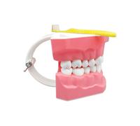 Oseczmut Modèle de Bouche,Modèle Dentaire Standard avec Brosse à Dents pour Brossage | Outils Buccaux d'Enseignement pour Adolescents Adultes