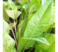 Oseille Epinard - Epinard perpétuel - Rumex patientia (lot de 3 pieds)