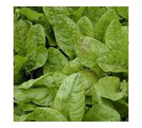 Oseille large de Belleville 300 graines