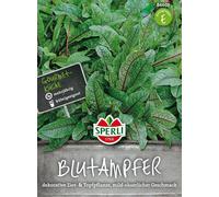 Oseille Sanguine "Sperli's Essbare Staude" - 1 sachet