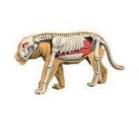 Oshhni Modèle de corps d'animal et de ses organes : outil pédagogique réaliste pour l'étude de la biologie animale, 3107