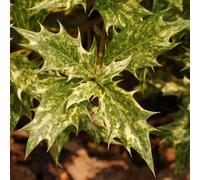 Osmanthe à feuilles de houx - osmanthus heterophyllus 'goshiki' (='tricolor') -