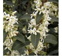 Osmanthe de Burkwood, Osmanthus