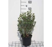 Osmanthus armatus - Fleur odorante chinoise 30- 40 cm - conteneur