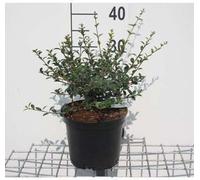Osmanthus delavayi - Fleur odorante chinoise 30- 40 cm - conteneur