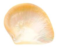 OSOLADY Assiette Décorative en Coquille Naturelle Élégante Forme Unique, Facile à Nettoyer, pour Café et Usage Décoratif