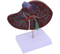 OSOLADY Modèle de foie d'affichage anatomique en plastique marron réaliste avec base, modèle d'enseignement du foie humain pour enseignement et affichage médical