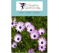 Osteospermum Mixed - Marguerite du Cap 20 Graines