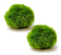 Otbushit Paquet de 2 Boules de Mousse Marimo Boules Mousse d'aquarium vivantes pour la décoration d'aquarium Vert 1.46-1.57 Pouces