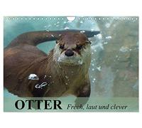 Otter. Frech, laut und clever (Wandkalender 2026 DIN A4 quer), CALVENDO Monatskalender: Putzige Räuber und echte Rabauken im und am Wasser