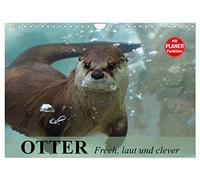 Otter. Frech, laut und clever (Wandkalender 2026 DIN A4 quer), CALVENDO Monatskalender: Putzige Räuber und echte Rabauken im und am Wasser