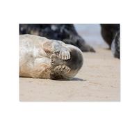 Où est Le Petit Phoque?，Puzzles pour Adultes 1000 Pièces Puzzles pour Adultes pour Enfants Bois Puzzle Adolescents Jeux Éducatifs Anti-Stress Jouet Cadeau（75x50cm）-E98